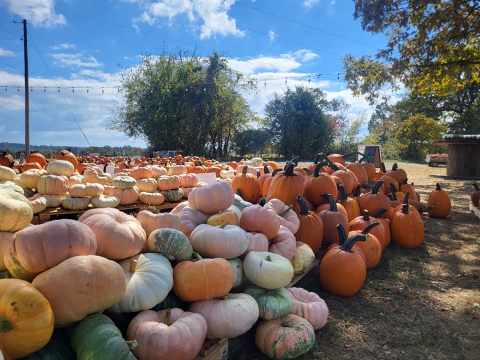 Pictured is the pumpkin selection at Flat Top Mountain Farm this season on October 15th, 2023.
