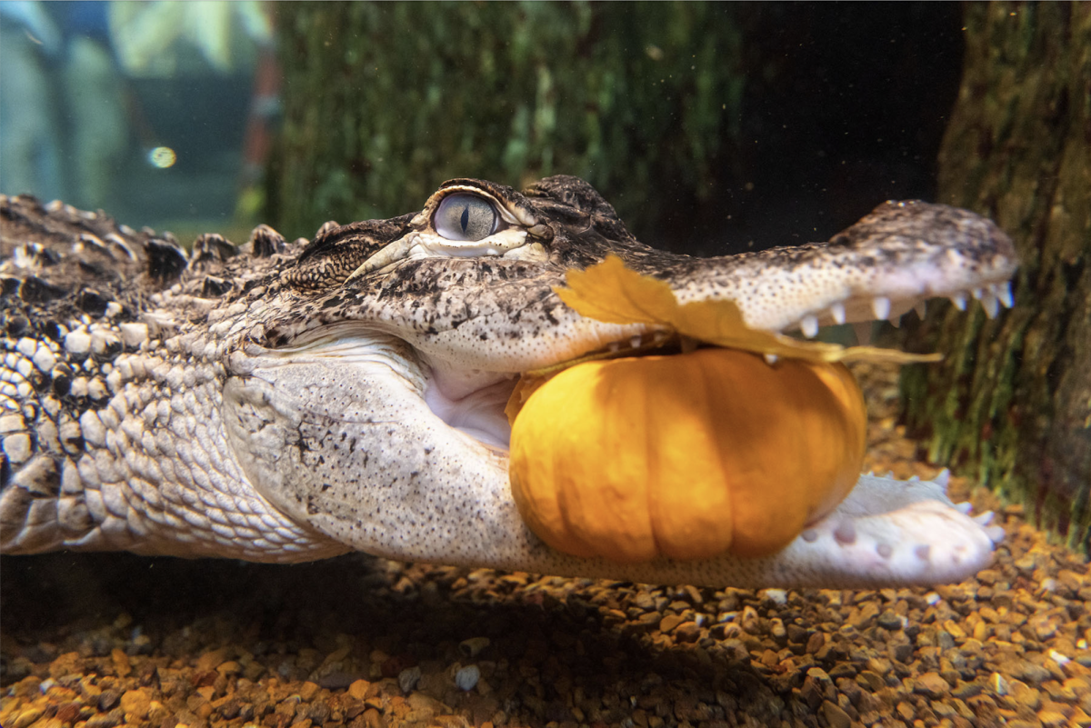 Alligator with pumpkin